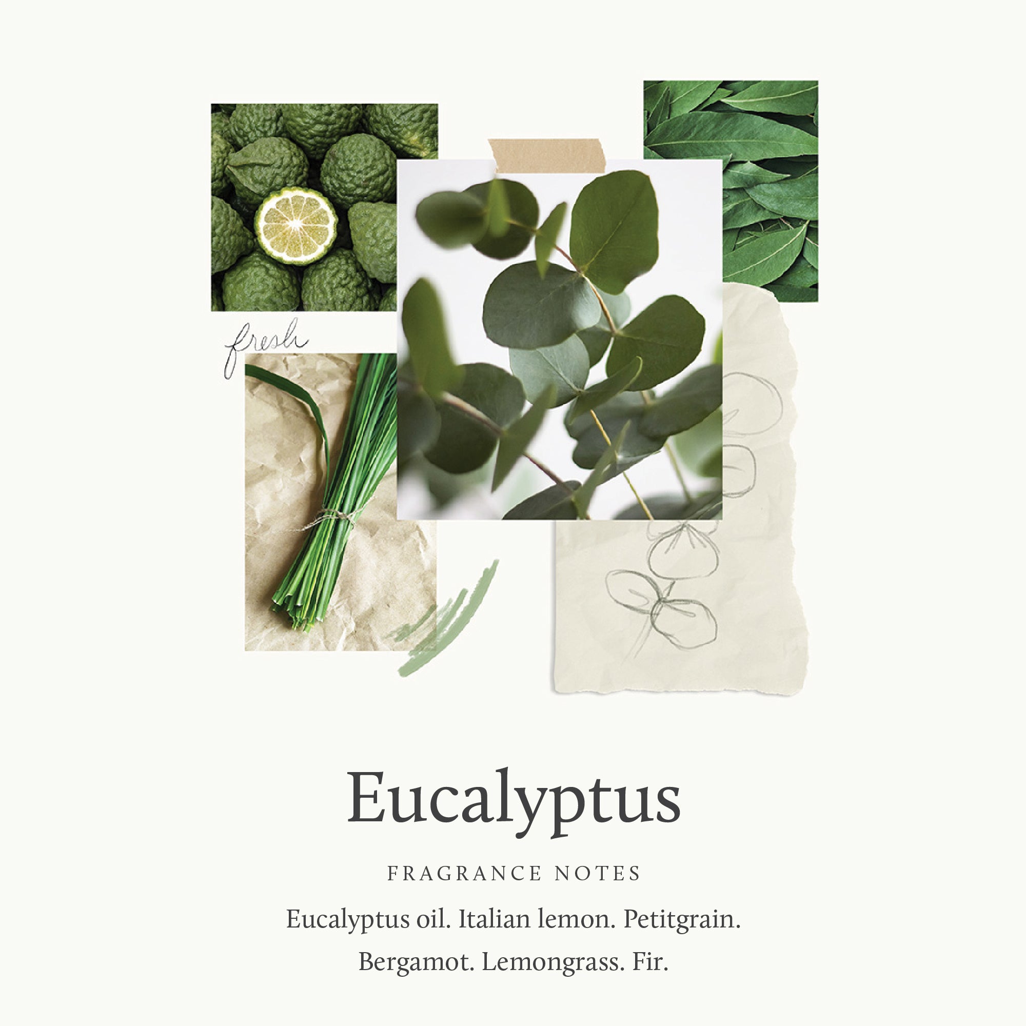 Eucalyptus Replenishing Hand Lotion - Image 3