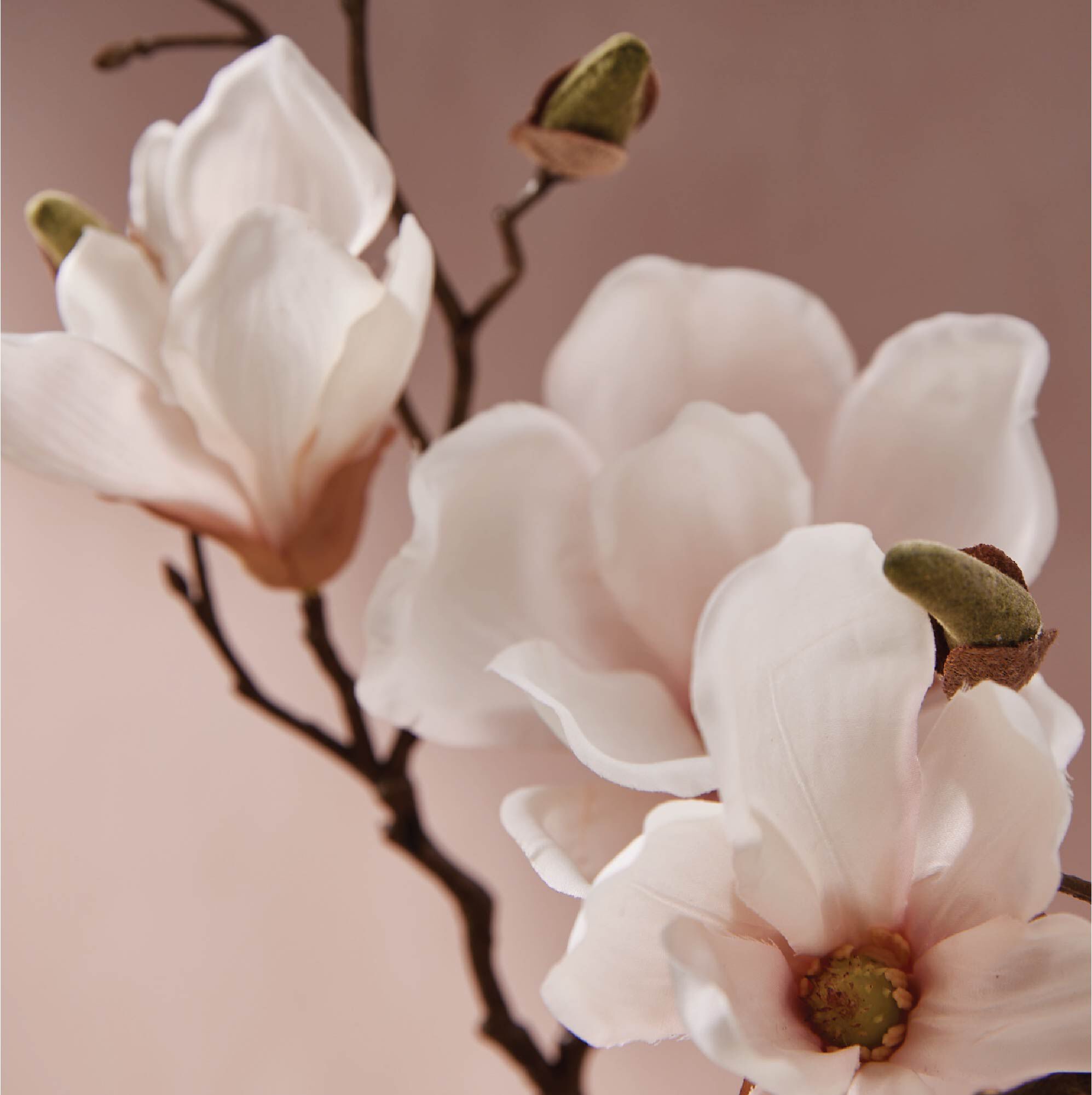 Magnolia Willow Dishwashing Liquid - Image 3